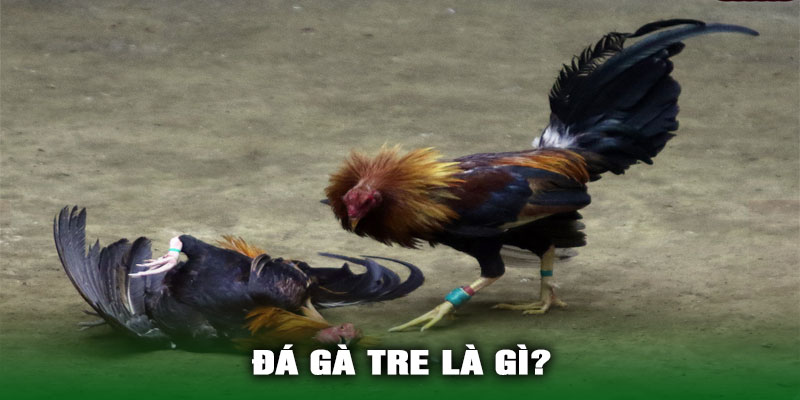 Đá Gà Tre Là Gì?