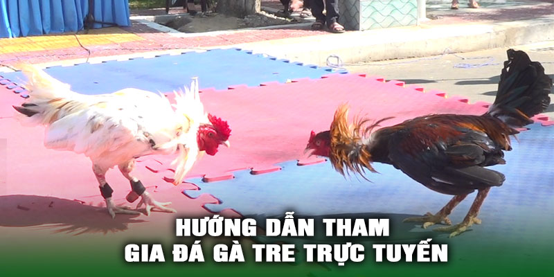 Hướng Dẫn Tham Gia Đá Gà Tre Trực Tuyến Tại GK88