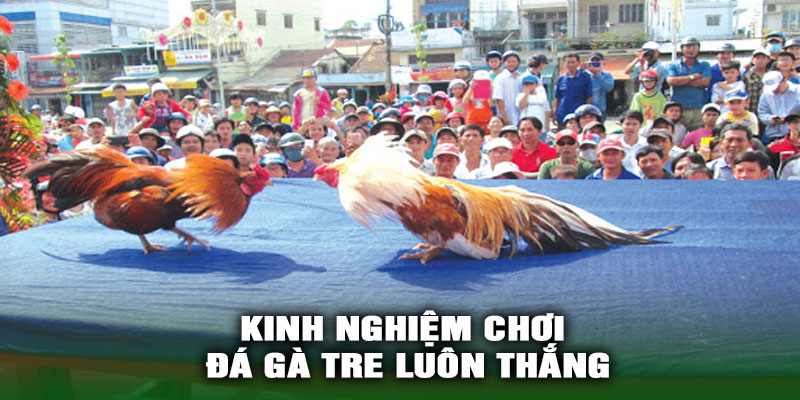 Kinh Nghiệm Chơi Đá Gà Tre Luôn Thắng